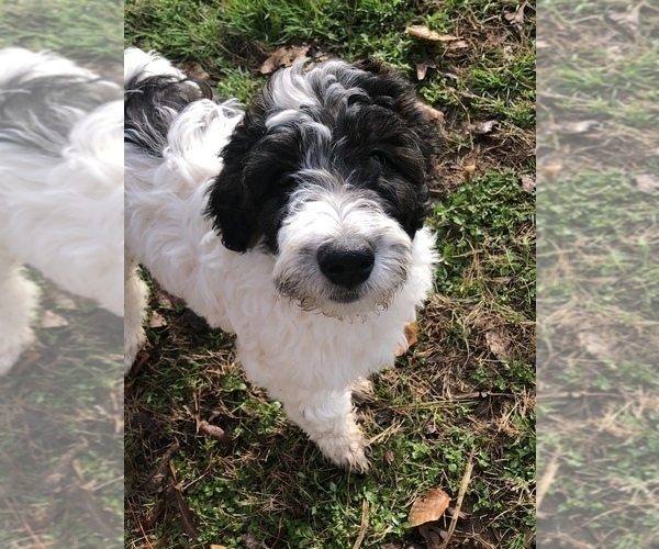 Medium Photo #1 Pyredoodle Puppy For Sale in DACULA, GA, USA
