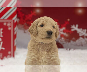 Medium Labradoodle mix (+ Poodle Standard)