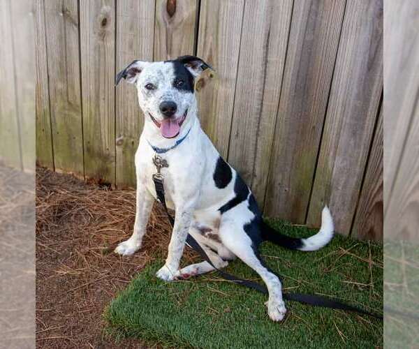 Medium Photo #6 Mutt Puppy For Sale in Kennesaw, GA, USA