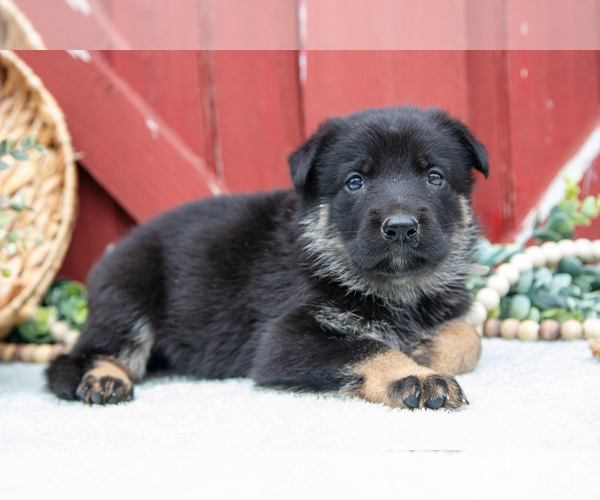 Medium Photo #9 German Shepherd Dog Puppy For Sale in PARKESBURG, PA, USA