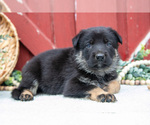 Small Photo #9 German Shepherd Dog Puppy For Sale in PARKESBURG, PA, USA
