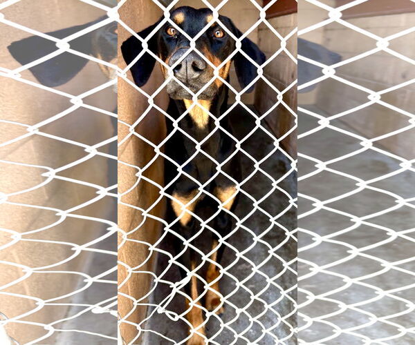 Medium Photo #1 Doberman Pinscher-Unknown Mix Puppy For Sale in Las Vegas, NM, USA