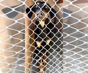 Medium Doberman Pinscher Mix