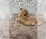 Small Photo #13 Chiweenie-Jack Russell Terrier Mix Puppy For Sale in SAINT AUGUSTINE, FL, USA
