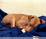 Small #2 American Pit Bull Terrier Mix