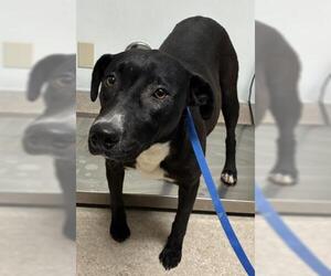 Mutt Dogs for adoption in Bakersfield, CA, USA