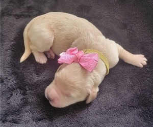 Medium Golden Retriever