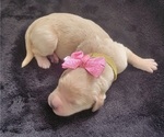 Puppy Audrey Golden Retriever
