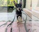 Small #3 Border Collie Mix