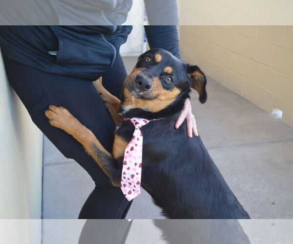 Medium Photo #1 Mutt Puppy For Sale in McKinney, TX, USA