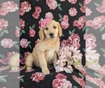 Small Photo #5 Golden Retriever Puppy For Sale in NEW PROVIDENCE, PA, USA