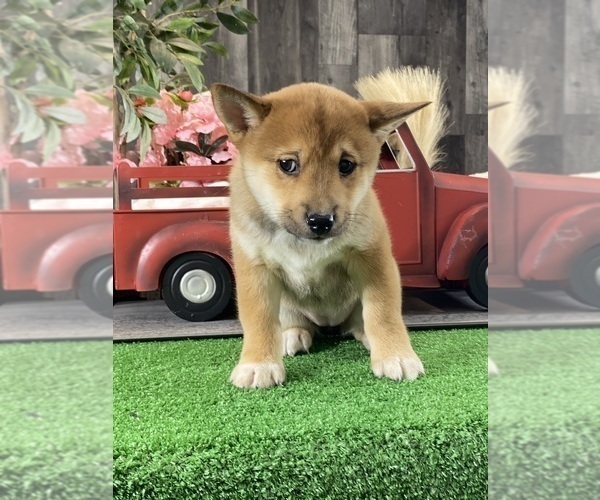 Medium Photo #3 Shiba Inu Puppy For Sale in CANOGA, NY, USA