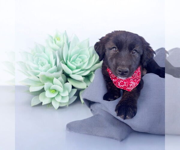 Medium Photo #3 Mutt Puppy For Sale in Menifee, CA, USA