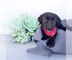 Small #2 Mutt