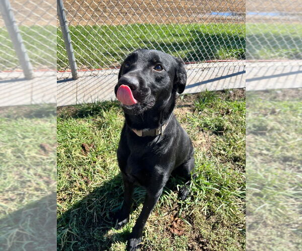 Medium Photo #2 Labrador Retriever-Unknown Mix Puppy For Sale in Pierceton , IN, USA