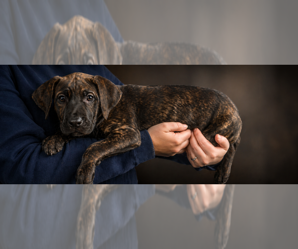 Medium Photo #1 Presa Canario Puppy For Sale in ANSON, ME, USA