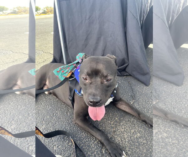 Medium Photo #6 American Pit Bull Terrier-Staffordshire Bull Terrier Mix Puppy For Sale in Chandler, AZ, USA