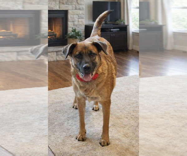 Medium Photo #2 Shepradors Puppy For Sale in Phoenix, AZ, USA