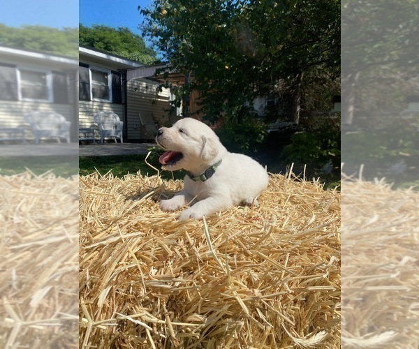 Medium Photo #15 English Cream Golden Retriever Puppy For Sale in ARCHBALD, PA, USA
