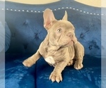 Small Photo #4 French Bulldog Puppy For Sale in CARLSBAD, CA, USA
