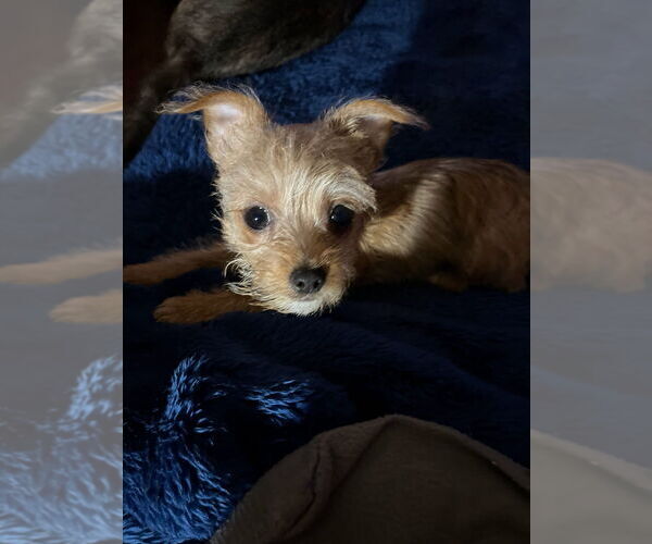 Medium Photo #2 Mutt Puppy For Sale in FITZGERALD, GA, USA