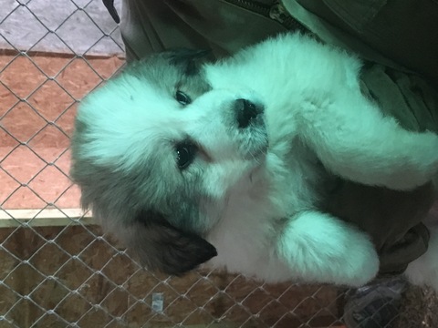 Medium Photo #1 Great Pyrenees Puppy For Sale in SILVER LAKE, IN, USA