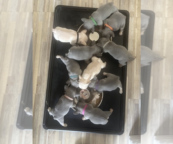 Medium Photo #31 French Bulldog Puppy For Sale in KENT, WA, USA