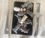 Small #30 French Bulldog