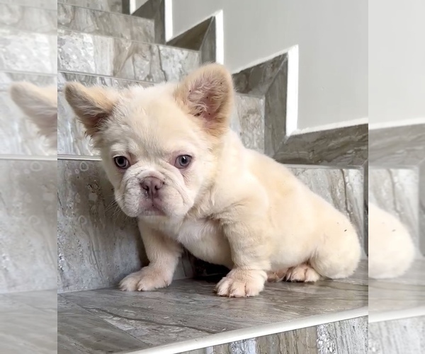 Medium Photo #4 French Bulldog Puppy For Sale in RIVERSIDE, CA, USA