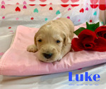 Small Photo #3 Pyredoodle Puppy For Sale in MARYSVILLE, OH, USA