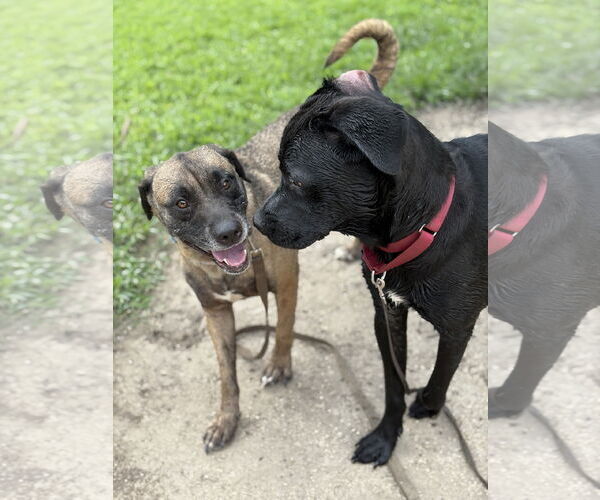 Medium Photo #4 Mutt Puppy For Sale in Virginia Beach, VA, USA