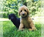 Small Photo #3 Poodle (Standard) Puppy For Sale in WILSON, CT, USA