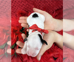 Small #6 Cavapoo