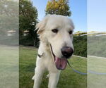 Small #3 Great Pyrenees