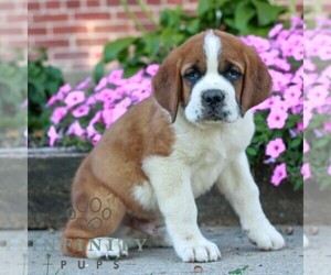 Saint Bernard Puppy for sale in MARIETTA, PA, USA
