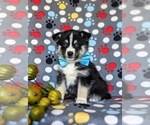 Small Photo #1 Pomsky Puppy For Sale in CHRISTIANA, PA, USA