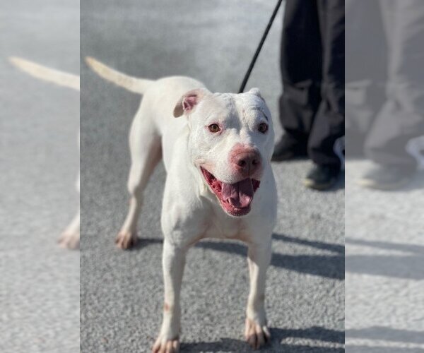Medium Photo #4 American Staffordshire Terrier-Labrador Retriever Mix Puppy For Sale in Brewster, NY, USA