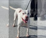 Small #3 American Staffordshire Terrier-Labrador Retriever Mix
