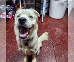 Small #10 Great Pyrenees Mix