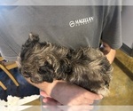 Small #3 F2 Aussiedoodle