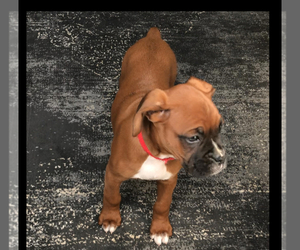 Boxer Puppy for sale in APPLE CREEK, OH, USA