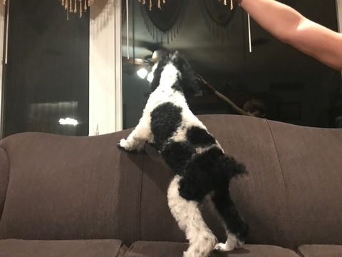 Medium Photo #30 Poodle (Standard) Puppy For Sale in AUGSBURG, IL, USA