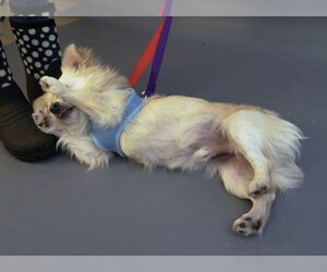 Alfredo - Male Paperanian Dog for Adoption - Photo #3