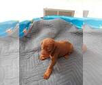 Small Photo #7 Doberman Pinscher Puppy For Sale in GOLDSBORO, NC, USA