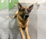 Small #15 German Shepherd Dog