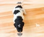 Small Photo #14 Bernedoodle Puppy For Sale in CARLOCK, IL, USA