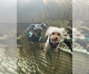 Maltese-Unknown Mix Dogs for adoption in Belleuve, NE, USA