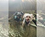 Small Maltese Mix