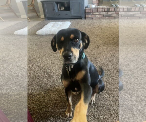 Medium Photo #3 American Pit Bull Terrier-Unknown Mix Puppy For Sale in Sandy, UT, USA