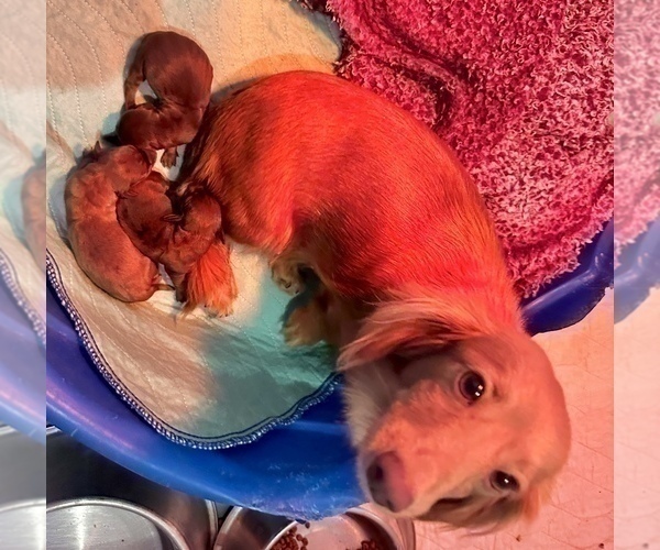 Medium Photo #21 Dachshund Puppy For Sale in CASSVILLE, MO, USA